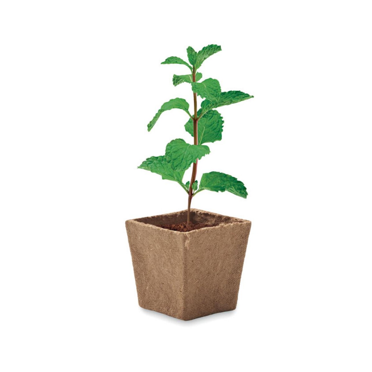 Doniczki z logo – zestaw do uprawy mięty mint kit mo2410-13-top Zestaw do uprawy mięty MINT KIT mo2410-13-top