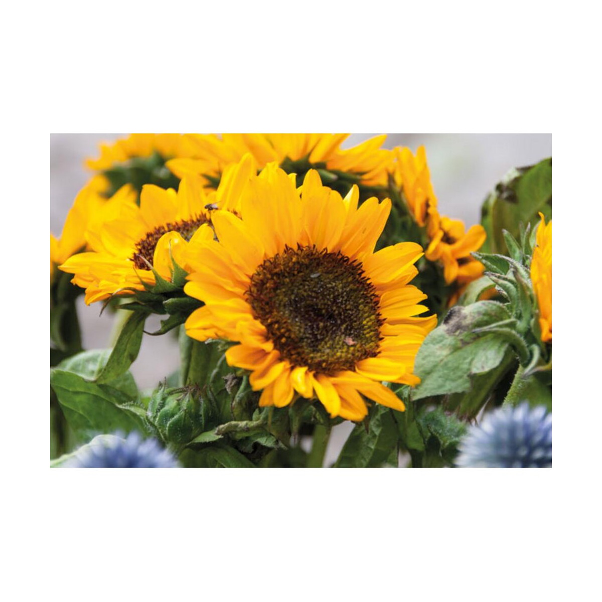 Gadżety do grilla z logo – nasiona słonecznika w kopercie girasol mo2217-13-picture2 Nasiona słonecznika w kopercie GIRASOL mo2217-13-picture2