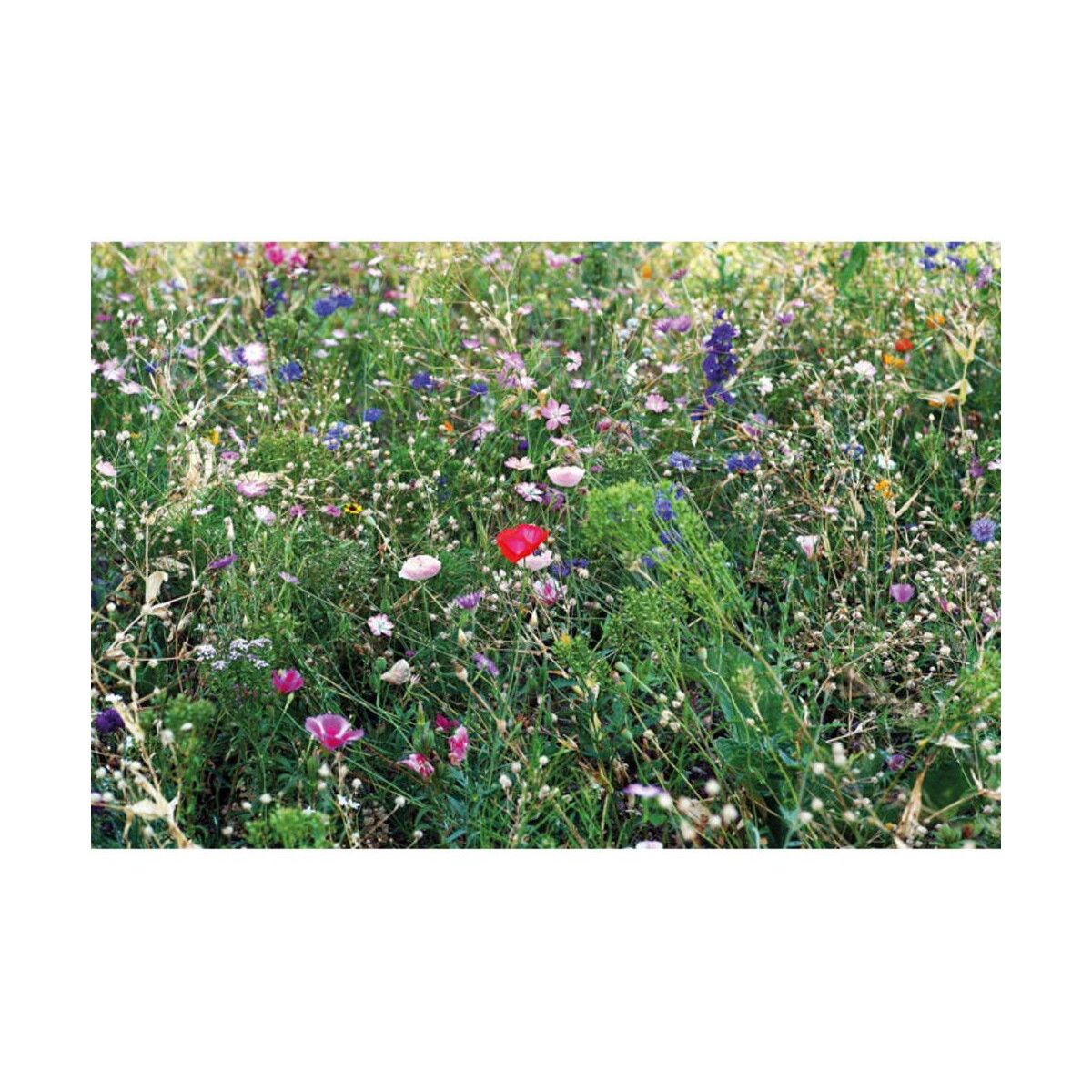 Gadżety do ogrodu z logo – mieszanka nasion kwiatów seedlopebee mo6501-13-top Mieszanka nasion kwiatów SEEDLOPEBEE mo6501-13-top