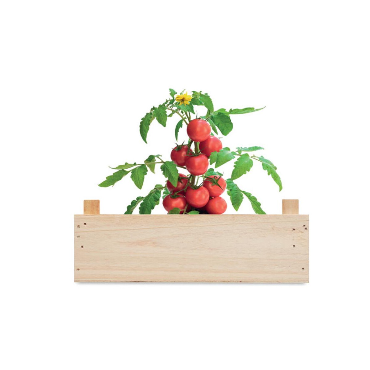 Gadżety do ogrodu z logo – zestaw do uprawy pomidorów tomato mo6498-40-top Zestaw do uprawy pomidorów TOMATO mo6498-40-top