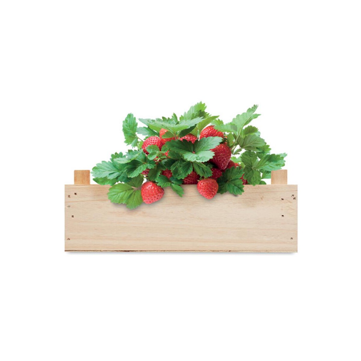 Gadżety do ogrodu z logo – zestaw do uprawy truskawek strawberry mo6506-40-top Zestaw do uprawy truskawek STRAWBERRY mo6506-40-top