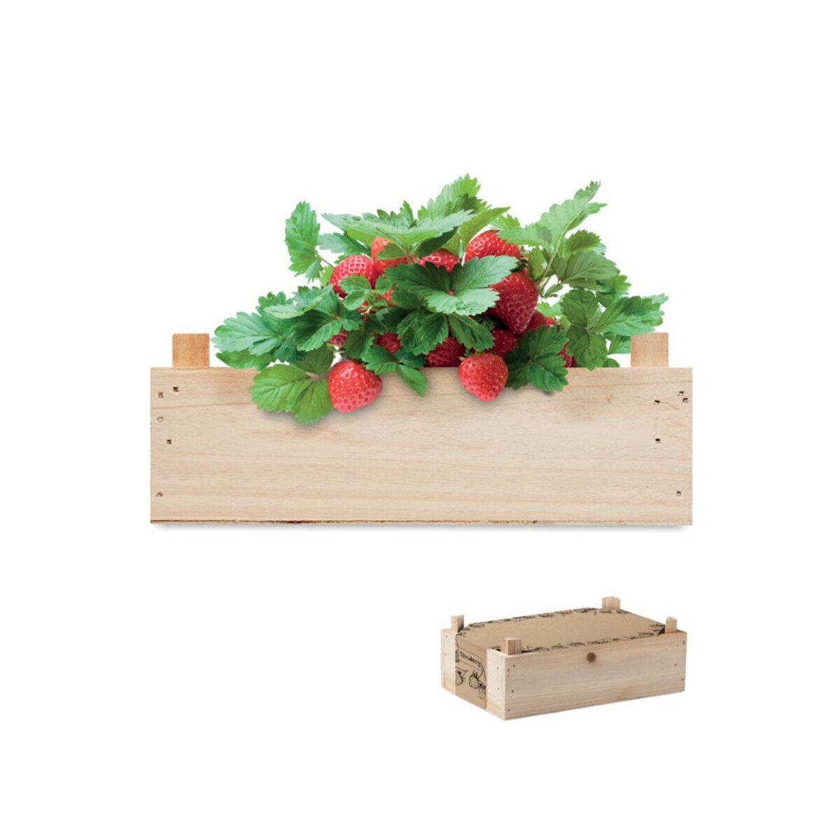 Gadżety do ogrodu z logo – zestaw do uprawy truskawek strawberry mo6506-40 Zestaw do uprawy truskawek STRAWBERRY mo6506-40